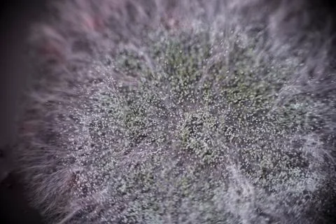 Mold background. Macro shot of mold. Mold spores in agar-agar. Aspergillus is Stock Photos