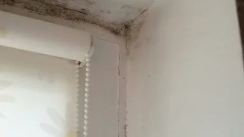 Mold black Aspergillus on the window opening close-up. Real time, tilt, natural Stock Footage 109233184