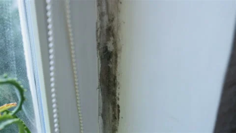 Mold black Aspergillus on the window opening close-up. Real time, contains peopl Stock Footage 109233297