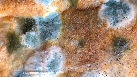 Mold on bread close-up macro. Stock Footage 246627043