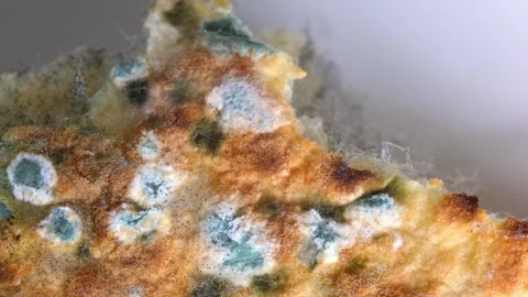 Mold on bread close-up macro. Stock Footage 246627057