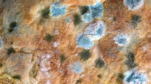 Mold on bread close-up macro. Stock Footage 254092246