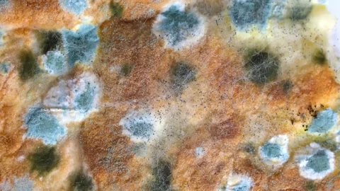 Mold on bread close-up macro. Stock Footage 254092311