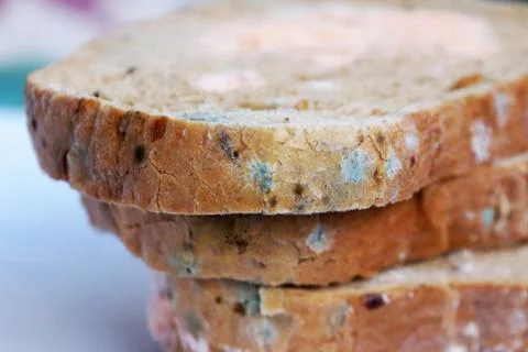 Mold on bread close up Stock Photos