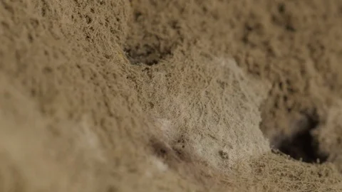 Mold on bread, closeup, extreme macro, rotating Stock Footage 115833068