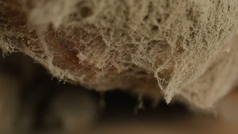 Mold on bread, closeup, extreme macro Stock-Footage 115833281
