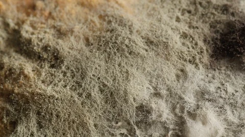 Mold on bread, closeup, extreme macro Stock Footage 115833620