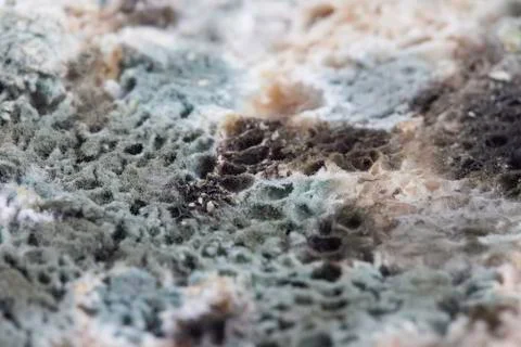 Mold on bread closeup Stock Photos