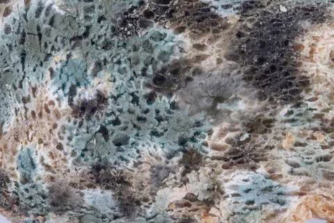 Mold on bread closeup Stock Photos