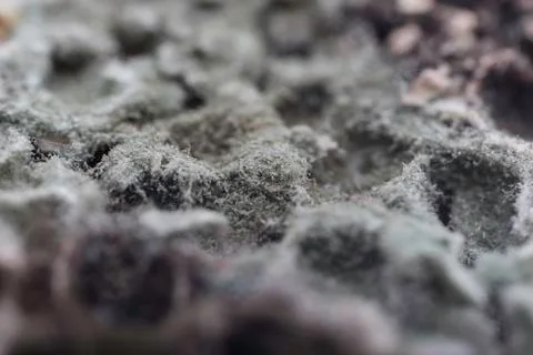 Mold on bread detailed closeup Stock Photos