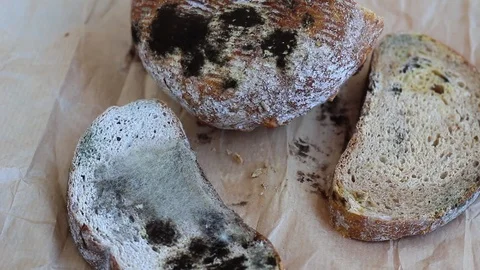 Mold On Bread Stock Footage 93330779