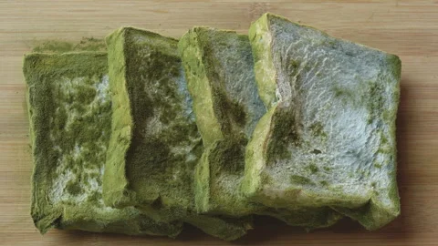 Mold on a bread 스톡 동영상 274339748
