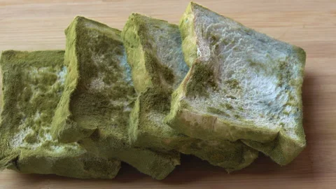 Mold on a bread 스톡 동영상 290243569