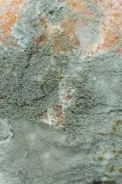 Mold on bread, macro, top view. The danger of mold, stale products. Stock Photos