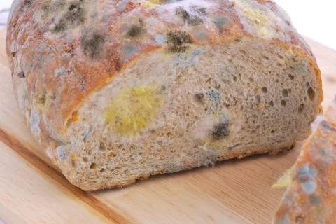 Mold on bread Stock Photos