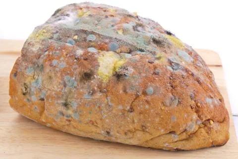 Mold on bread Stock Photos