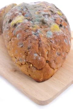 Mold on bread Stock Photos