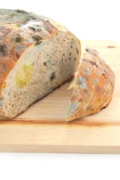 Mold on bread Stock Photos