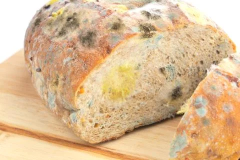 Mold on bread Stock Photos