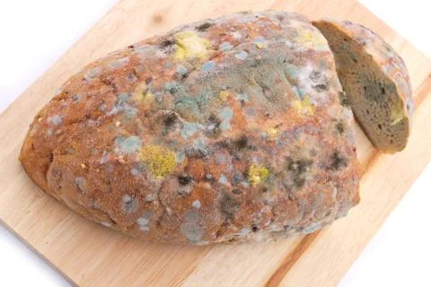 Mold on bread Stock Photos