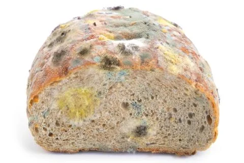 Mold on bread Stock Photos
