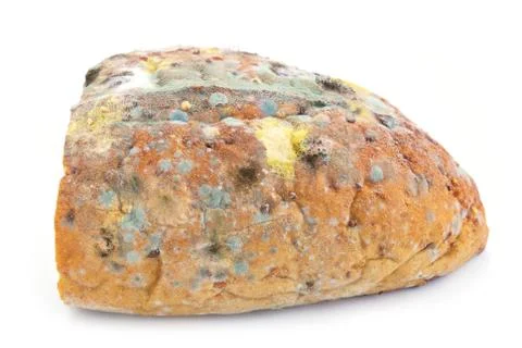 Mold on bread Stock Photos