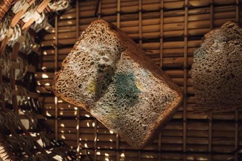 Mold on bread. Stock Photos