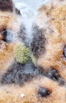 Mold in bread. Stock Photos