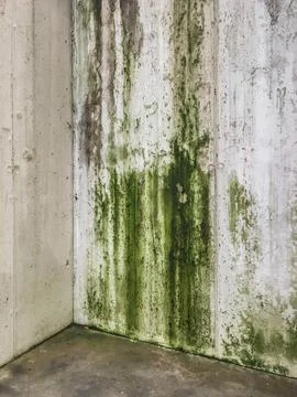 Mold causing green patches on wall Stock Photos