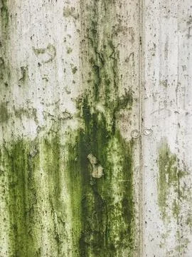 Mold causing green patches on wall Stock Photos