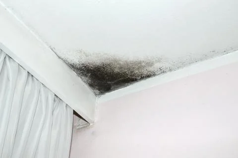 Mold on the ceiling Stock Photos