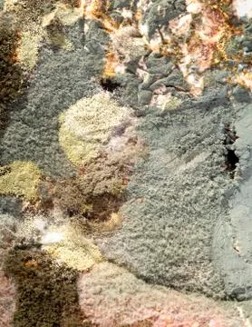 Mold closeup 스톡 사진