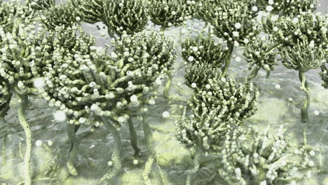 Mold colony (Aspergillus) Stock Footage 140761178