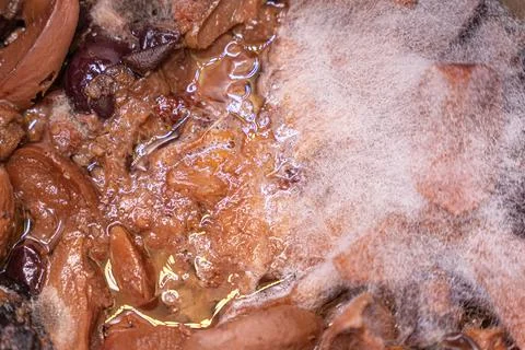 Mold on compote, bacteria and moss Stock Photos