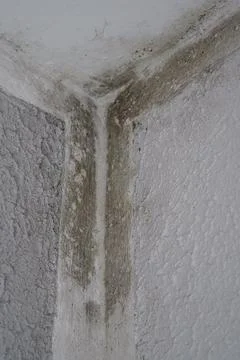 Mold in Corner of Home Under Ceiling, Indoor Wall Fungus Foto stock