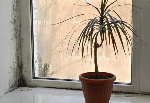 Mold in the corner of the plastic windows. Stock Photos