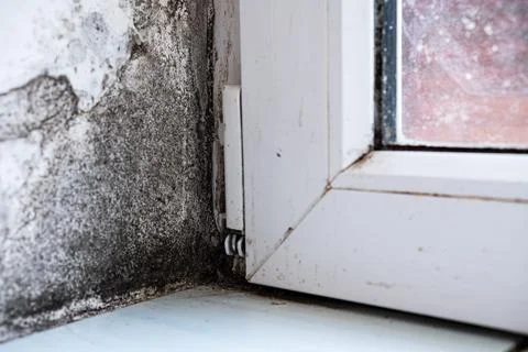 Mold in the corner of the plastics doors, windows. Mold is a health hazard Foto stock