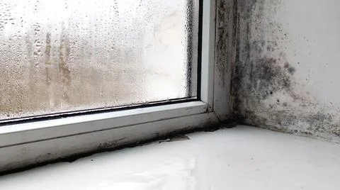 Mold covering window corner. Stock Photos