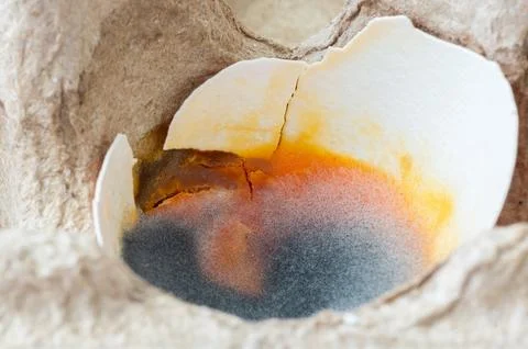 Mold in a cracked egg lying in an egg carton. Stock Photos