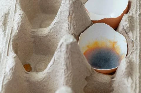 Mold in a cracked egg lying in an egg carton. Stock Photos