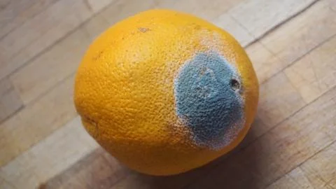 Mold damage in orange fruit that changed color into green and white Stock Photos