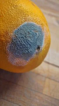 Mold damage in orange fruit that changed color into green and white Stock Photos