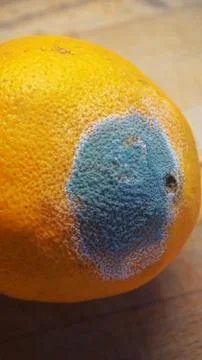 Mold damage in orange fruit that changed color into green and white Stock Photos