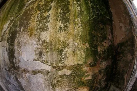 Mold damage on the wall close up Stock Photos