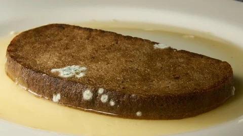 Mold development on bread #1 Video stock 96736252