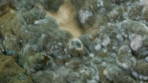 Mold development on bread #10 Video stock 97104680