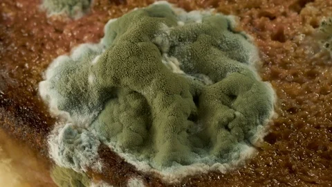 Mold development on bread #2 Stock Footage 96736816