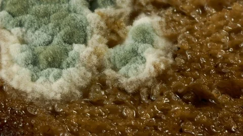 Mold development on bread #3 Video stock 96736018