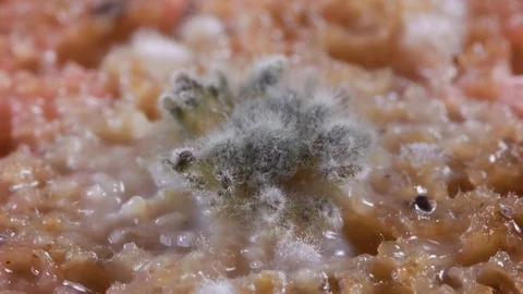 Mold development on bread #4 Video stock 97159492