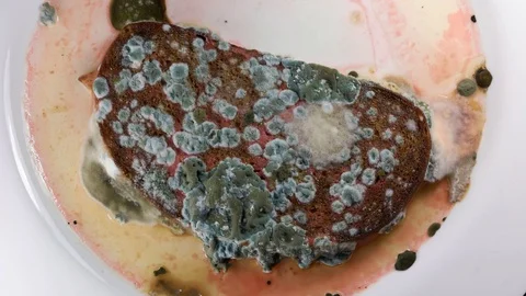 Mold development on bread #5 Video stock 97068091